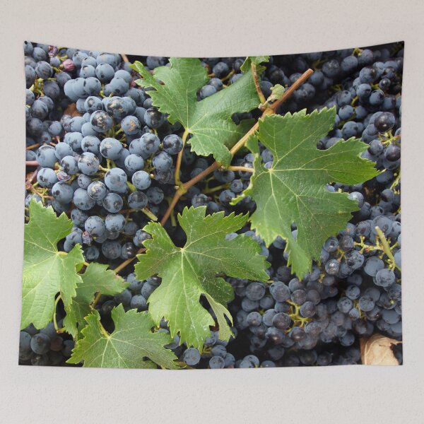 Item preview, Uvas Merlot en la cosecha - Magpie Springs designed and sold by MagpieSprings.
