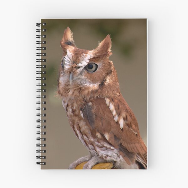 Item preview, Rufous Sentinel: Eastern Screech Owl in Focus designed and sold by Armadillo222.