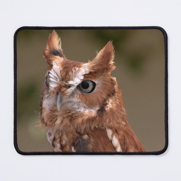 Item preview, Rufous Sentinel: Eastern Screech Owl in Focus designed and sold by Armadillo222.