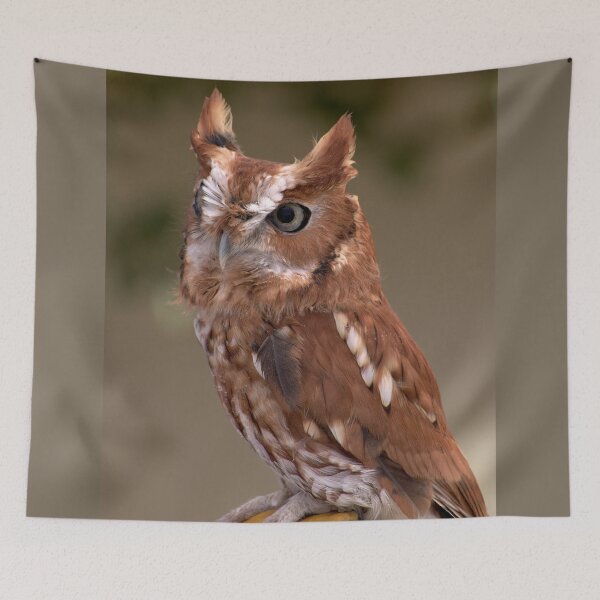 Item preview, Rufous Sentinel: Eastern Screech Owl in Focus designed and sold by Armadillo222.