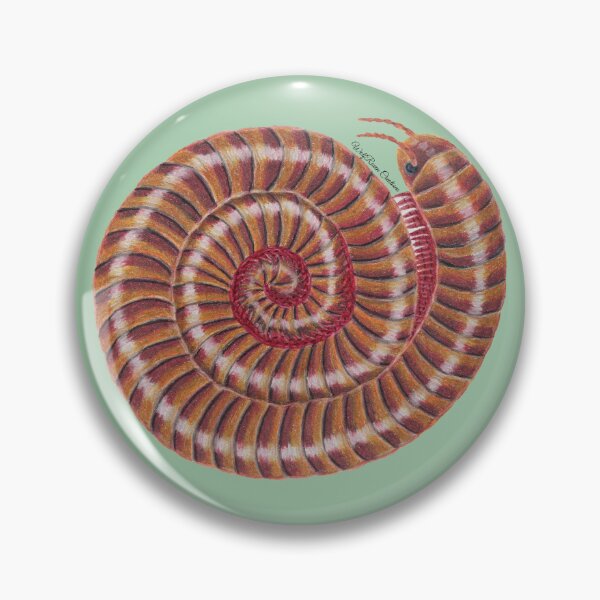 Item preview, Desert millipede in colored pencils designed and sold by WolfRaven Creations.