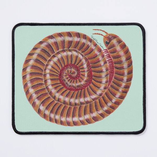 Item preview, Desert millipede in colored pencils designed and sold by WolfRaven Creations.