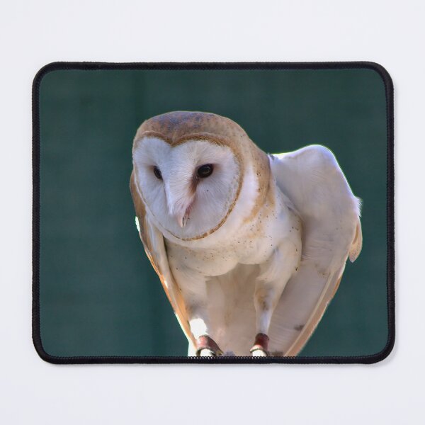 Item preview, Silent Sentinel: Barn Owl in Focus designed and sold by Armadillo222.