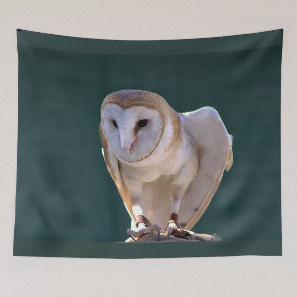 Item preview, Silent Sentinel: Barn Owl in Focus designed and sold by Armadillo222.