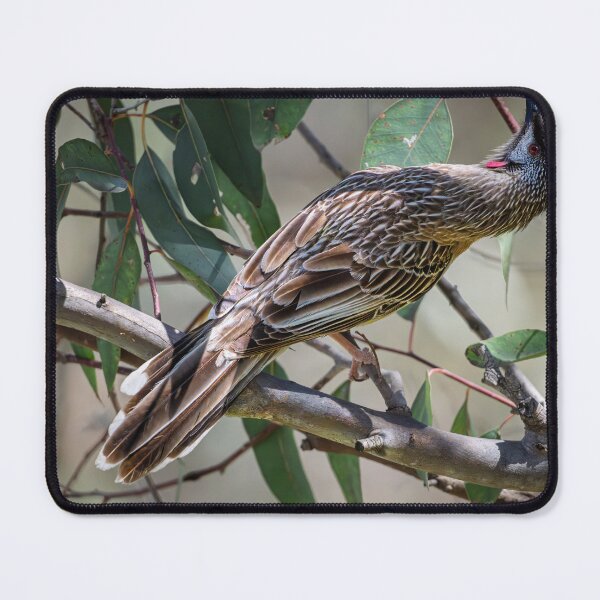Item preview, Wattlebird Watch at Herdsman Lake designed and sold by Jan Fijolek.