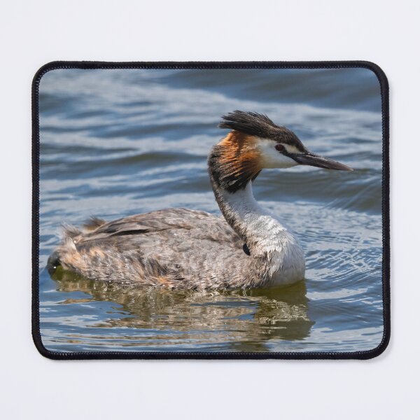 Item preview, Grebe Matriarch in Still Water designed and sold by Jan Fijolek.