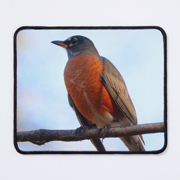 Item preview, Robin designed and sold by Parks and X.