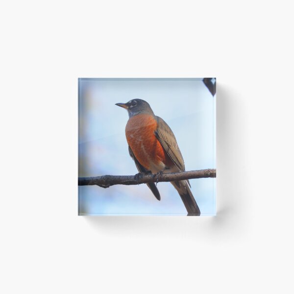 Item preview, Robin designed and sold by Parks and X.