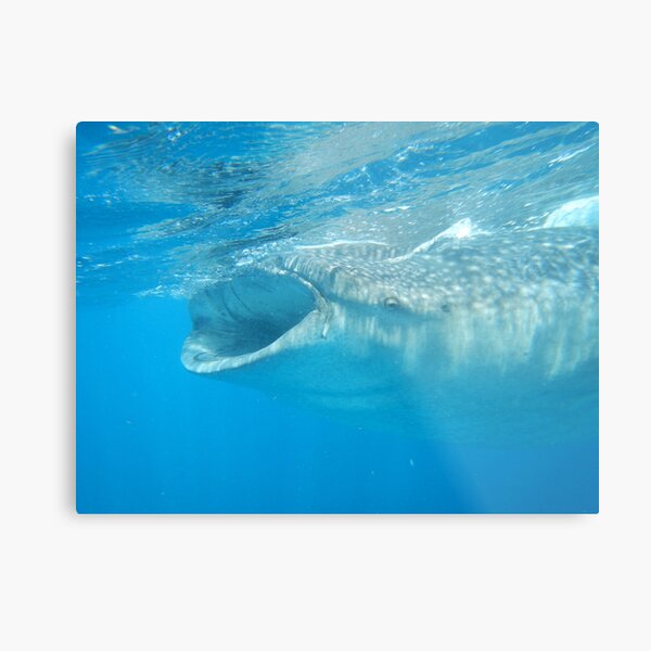 Whale Shark 1 Metal Print