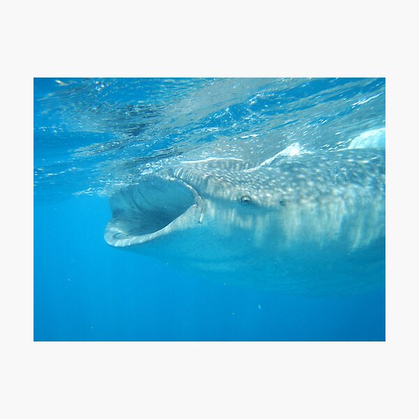 Whale Shark 1 Photographic Print
