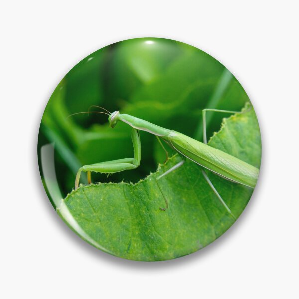 Item preview, Green praying mantis on a leaf designed and sold by Darekb22.