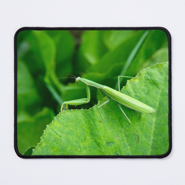 Item preview, Green praying mantis on a leaf designed and sold by Darekb22.