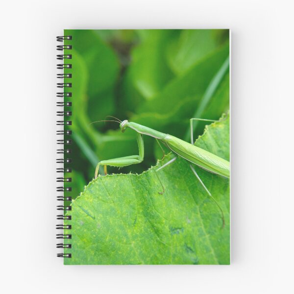 Item preview, Green praying mantis on a leaf designed and sold by Darekb22.