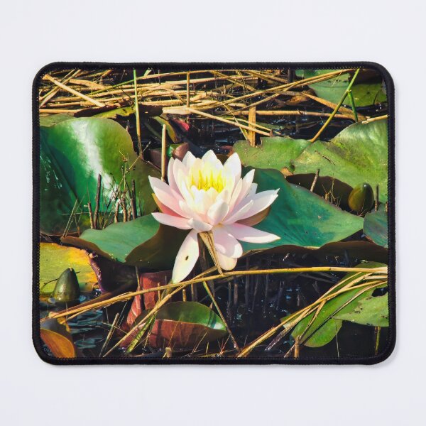 Item preview, Waterlily (Water Lily) designed and sold by RJW Images.