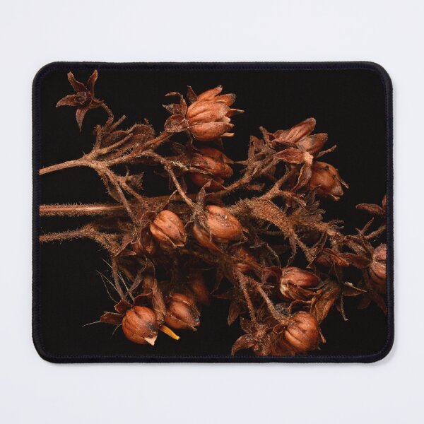 Item preview, Macro of Dried Plant Seed Pods on Black Background designed and sold by Goiko7Margarita.