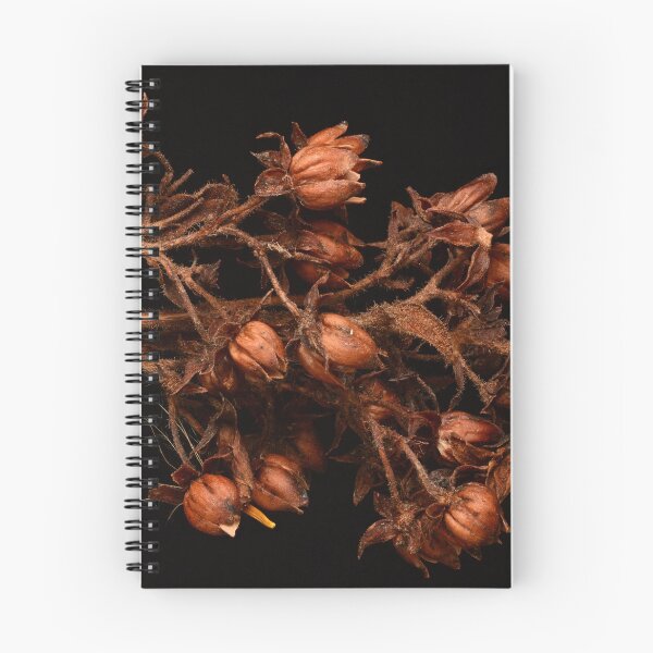 Item preview, Macro of Dried Plant Seed Pods on Black Background designed and sold by Goiko7Margarita.