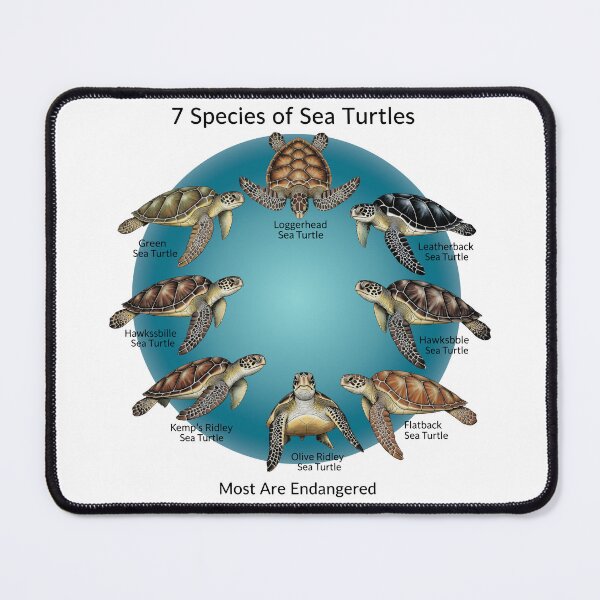 Item preview, white Seven Species of Sea Turtles Educational Chart Endangered Wildlife designed and sold by zoughlal.