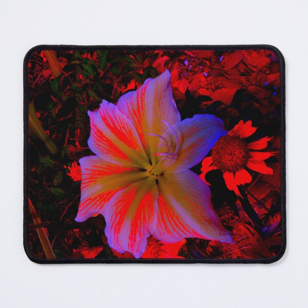 Item preview, Black Velvet Amyrylis designed and sold by DelCrane.