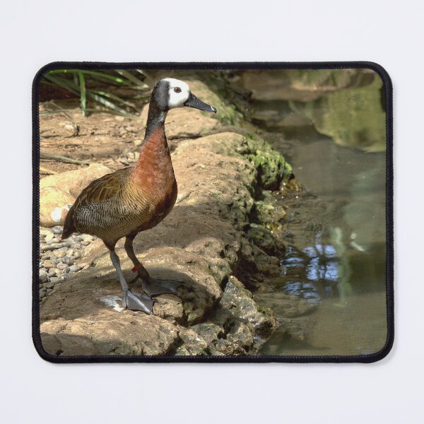 Item preview, White-faced Whistling Duck by Tranquil Waters designed and sold by Armadillo222.