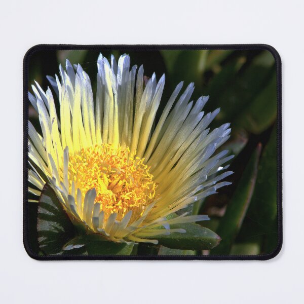 Item preview, Radiant Bloom of the California Ice Plant designed and sold by Armadillo222.