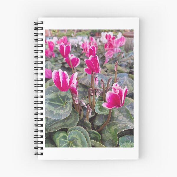 Item preview, pink Cyprus Cyclamens flowers designed and sold by TB-73.