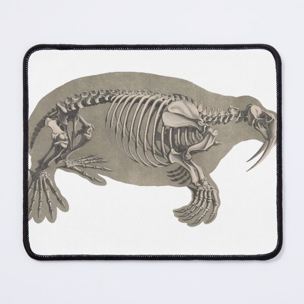 Item preview, 1800's Era Walrus Skeleton Anatomy designed and sold by JUSTIFYbyGDB.