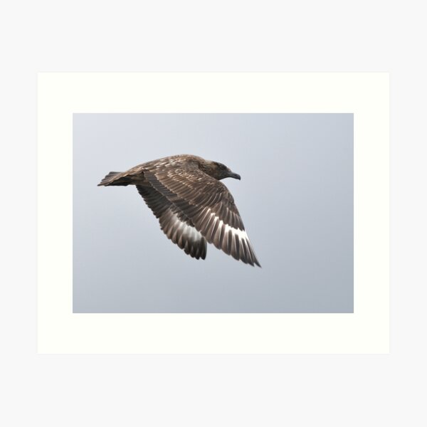 Item preview, Shetland Bonxie designed and sold by Richard Ion.