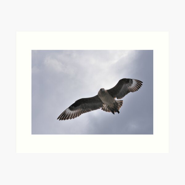 Shetland Bonxie Art Print