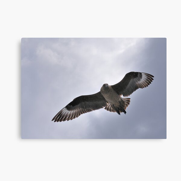 Item preview, Shetland Bonxie designed and sold by Richard Ion.