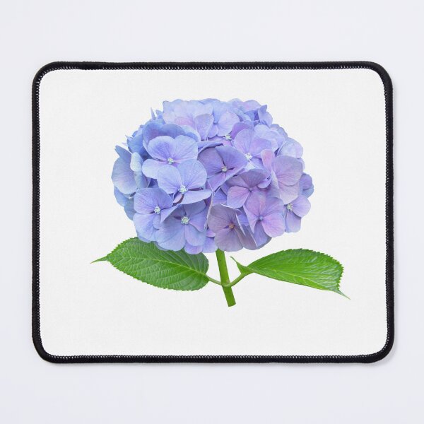 Item preview, Blue hydrangea flower botanical floral art designed and sold by Algaretum.