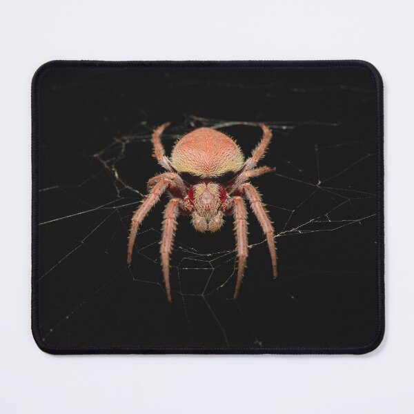Item preview, Australasian Garden Orb Weaver Spider designed and sold by robdwildlife.