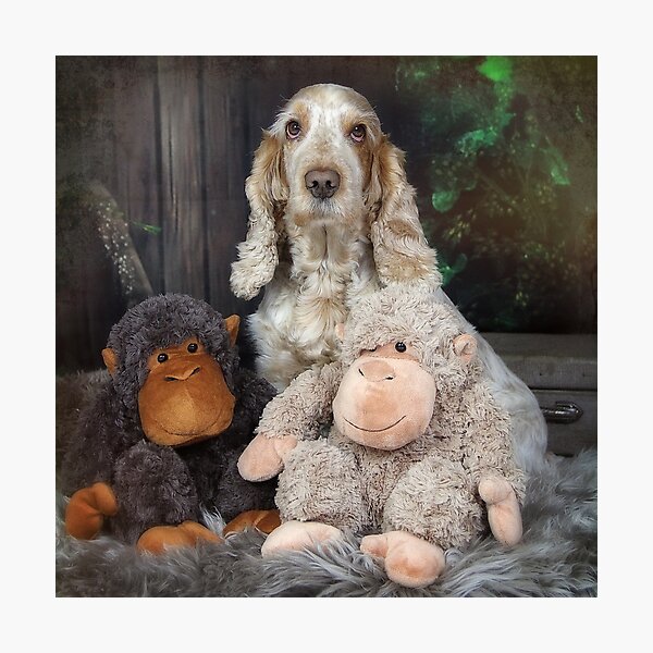 The monkeys Photographic Print