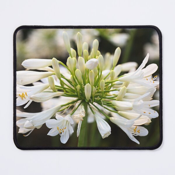 Item preview, Summer White Agapanthus designed and sold by Joy Watson - Natural Light Photography .