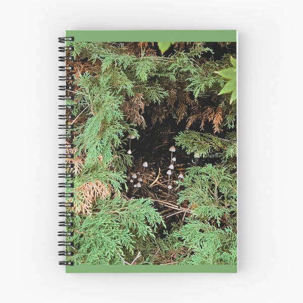 Item preview, Whimsical Mushrooms Forest Cove Photograph designed and sold by Bearmoth Arts.