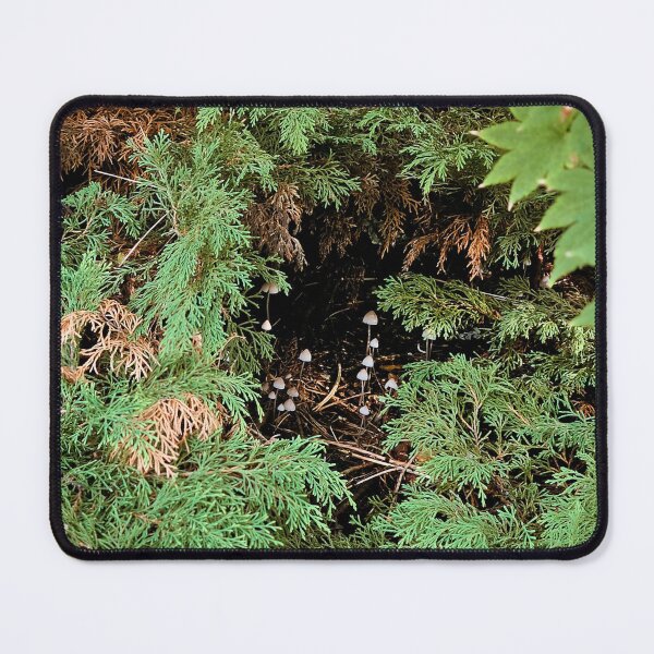 Item preview, Whimsical Mushrooms Forest Cove Photograph designed and sold by Bearmoth Arts.