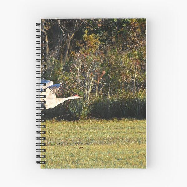 Item preview, Sandhill Crane Taking Flight designed and sold by MercerImages.