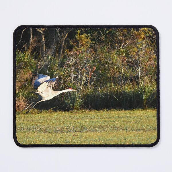 Item preview, Sandhill Crane Taking Flight designed and sold by MercerImages.