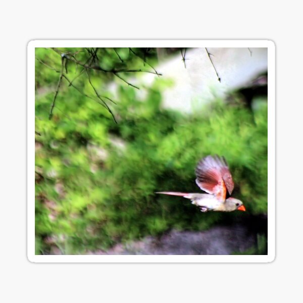 Item preview, FLYING CARDINAL designed and sold by BOLLA67.