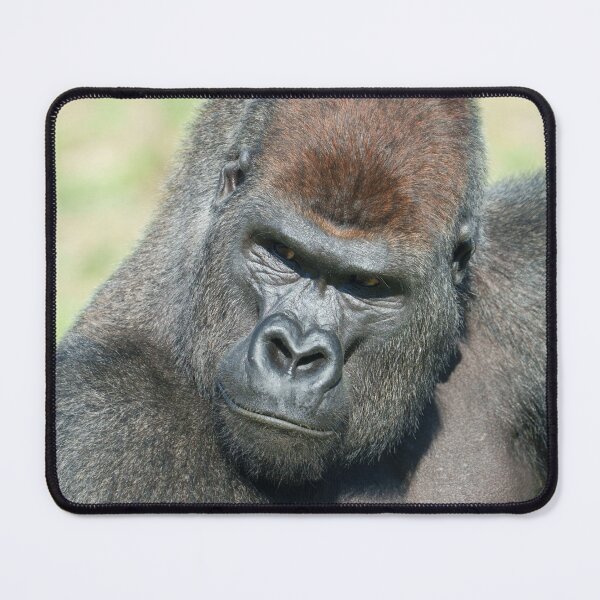 Item preview, Lope the Gorilla Channels His Father’s Stare designed and sold by rawshutterbug.