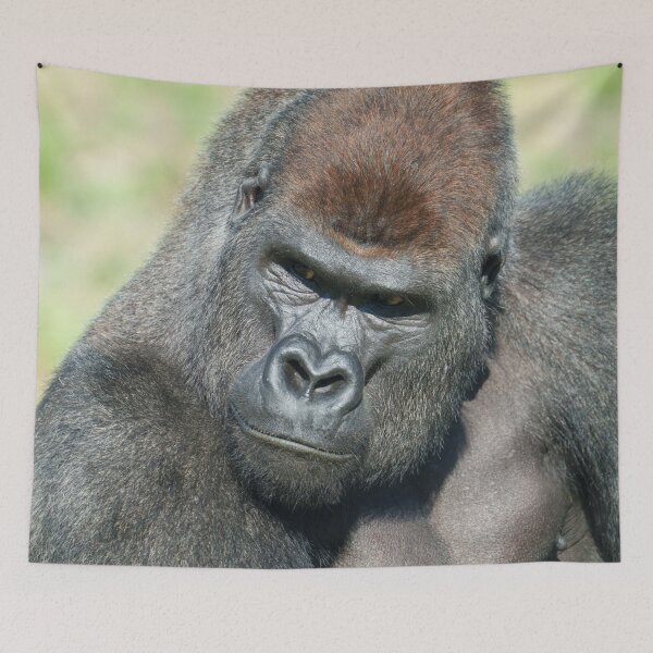 Item preview, Lope the Gorilla Channels His Father’s Stare designed and sold by rawshutterbug.