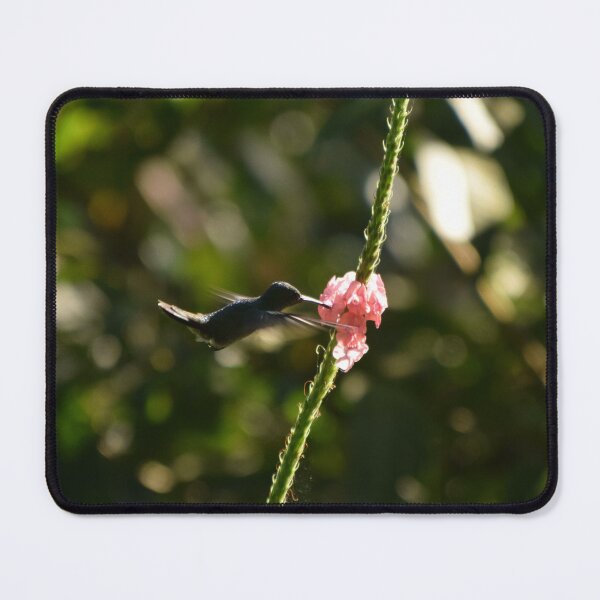 Item preview, White‑necked Jacobin Hummingbird - Costa Rica designed and sold by SBTS-Photos.