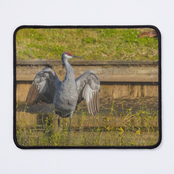 Item preview, A solo sandhill crane stands with its wings spread wide, creating a powerful and striking display designed and sold by EyezWatchin.