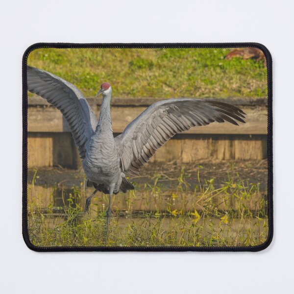Item preview, A solo sandhill crane stands with its wings spread wide, creating a powerful and striking display. designed and sold by EyezWatchin.