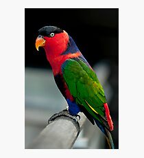 Black Capped Lory Photographic Print
