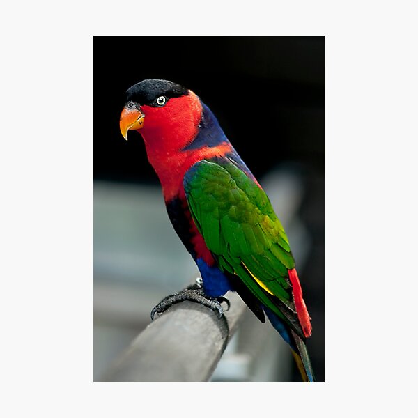 Black Capped Lory Photographic Print