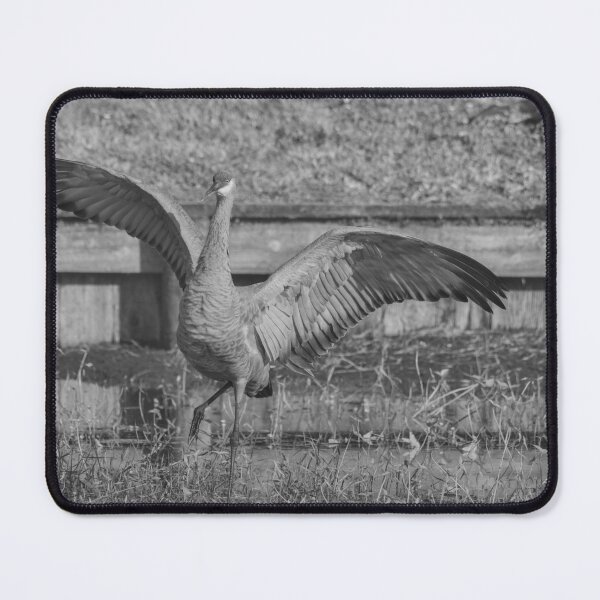 Item preview, A solo sandhill crane stands with its wings spread wide, creating a powerful and striking display. designed and sold by EyezWatchin.