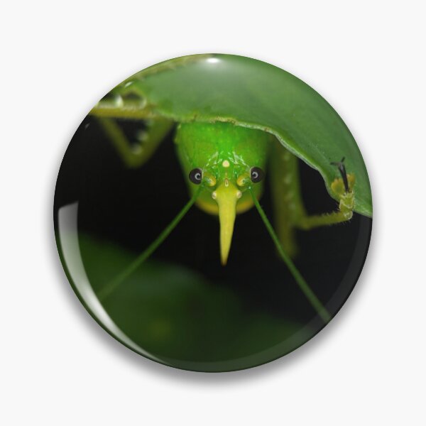Item preview, Rhinoceros Katydid – Premium Macro Photography designed and sold by SBTS-Photos.