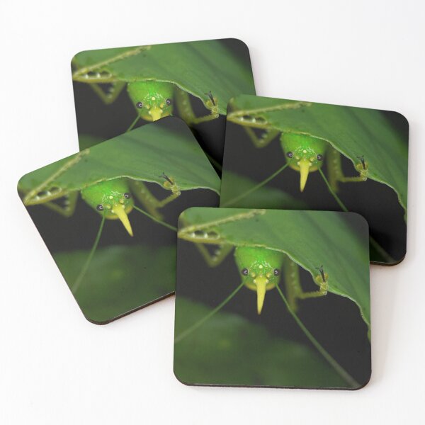 Item preview, Rhinoceros Katydid – Premium Macro Photography designed and sold by SBTS-Photos.