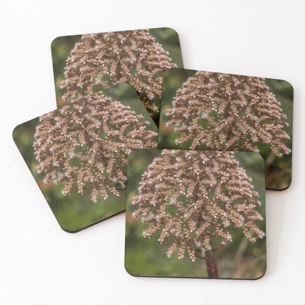 Item preview, Aeonium flower in full bloom designed and sold by Imagerisium.