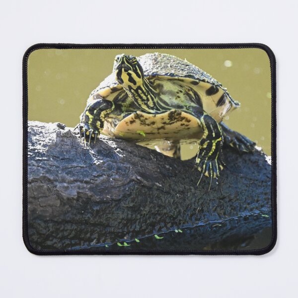 Item preview, Sunbathing  designed and sold by Glennphotos.